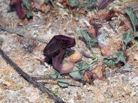 Aristolochia_chilensis_GM_1470.2.jpg