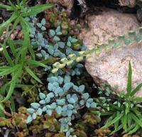 Astrolepis_sp._GM_1258.2.jpg
