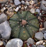 Astrophytum_asterias_GM_1510.jpg