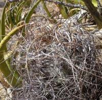 Astrophytum_capricorne_GM_1085.4.jpg