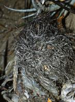 Astrophytum_capricorne_GM_657.jpg