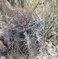 Astrophytum_capricorne_GM_852.jpg