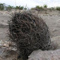 Astrophytum_capricorne_GM_880.2.jpg
