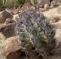 Astrophytum_capricorne_minor_GM_1051.1.jpg