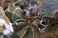Astrophytum_capricorne_v._major_GM_1341.3.jpg