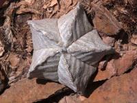 Astrophytum_coahuilense_GM_1490.jpg
