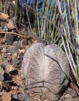 Astrophytum_coahuilense_GM_1491.16.jpg
