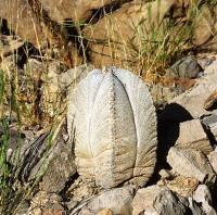 Astrophytum_coahuilense_GM_620.1.jpg