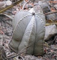 Astrophytum_coahuilense_GM_901.2.jpg