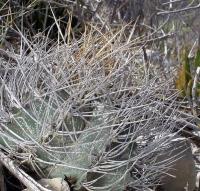 Astrophytum_crassispinum_GM_1078.8.jpg
