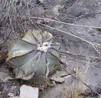 Astrophytum_myriostigma_GM_1035.8.jpg