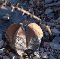 Astrophytum_myriostigma_GM_1251.12.jpg