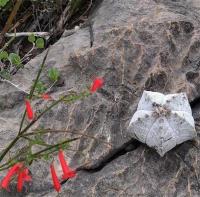 Astrophytum_myriostigma_GM_1257.2.jpg