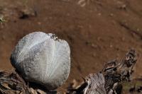Astrophytum_myriostigma_GM_1356.jpg