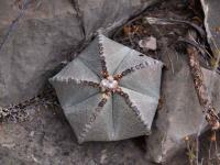 Astrophytum_myriostigma_GM_1532.3.jpg