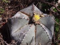 Astrophytum_myriostigma_GM_1668.jpg