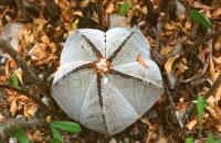 Astrophytum_myriostigma_GM_580.jpg