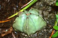 Astrophytum_myriostigma_v._nudum_GM_588.1.jpg