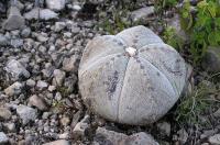 Astrophytum_myriostigma_v._strongylogonum_GM_785.jpg