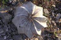 Astrophytum_myriostigma_v._tulense_GM_802.jpg