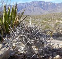 Astrophytum_niveum_GM_1080.1.jpg