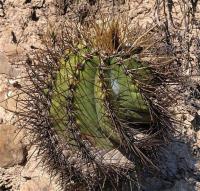 Astrophytum_ornatum_GM_1258.17.jpg