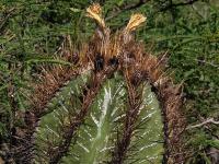 Astrophytum_ornatum_GM_1258.23.jpg