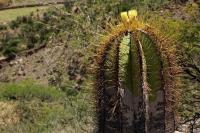 Astrophytum_ornatum_GM_1368.3.jpg