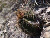 Astrophytum_ornatum_GM_1537.1.jpg