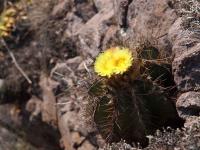 Astrophytum_ornatum_GM_1539.jpg