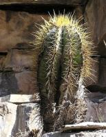 Astrophytum_ornatum_GM_780.2.jpg