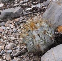 Astrophytum_ornatum_v._mirbellii_GM_1258.7.jpg