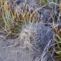 Astrophytum_senile_aureum_GM_1086.5.jpg