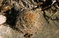 Astrophytum_senile_v._aureum_GM_629.2.jpg