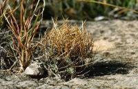 Astrophytum_senile_v._aureum_GM_635.jpg