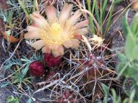 Austrocactus_spiniflorus_GM_1608.jpg