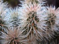 Austrocylindropuntia_cylindrica_GM_1389.2.jpg