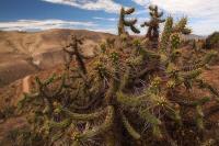 Austrocylindropuntia_subulata_ssp._exaltata_GM_1376.14.jpg