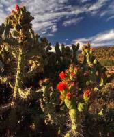 Austrocylindropuntia_subulata_ssp._exaltata_GM_1387.4.jpg