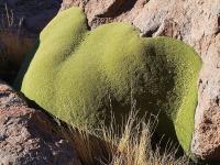 Azorella_compacta_GM_1183.3..jpg