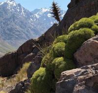 Azorella_trifurcata_GM_1115.10.jpg