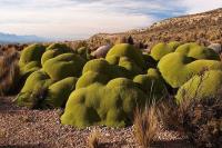 Azorella_yarita_GM_1386.6.jpg