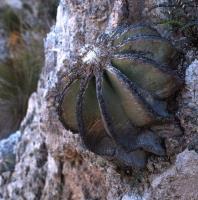 Aztekium_hintonii_GM_057.jpg