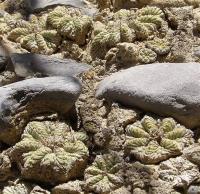 Aztekium_ritteri_GM_1096.jpg