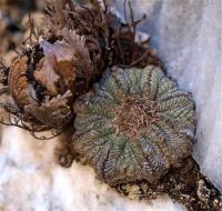 Aztekium_ritteri_GM_1246.11.jpg