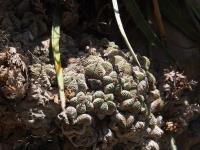Aztekium_valdezii_GM_1663-1.jpg