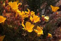 Balbisia_microphylla_GM_1376.12.jpg