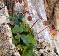 Begonia_sp._GM_1246.10.jpg