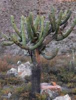 Browningia_candelaris_GM_1390.jpg
