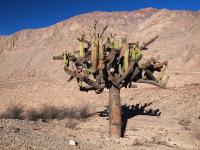 Browningia_candelaris_GM_1392.2.jpg